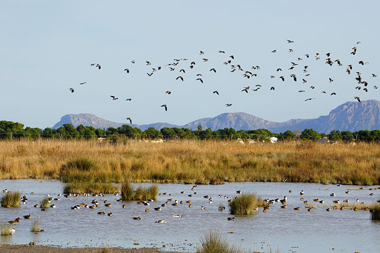 S'Albufera Natural Park